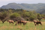 tsessebe (2)